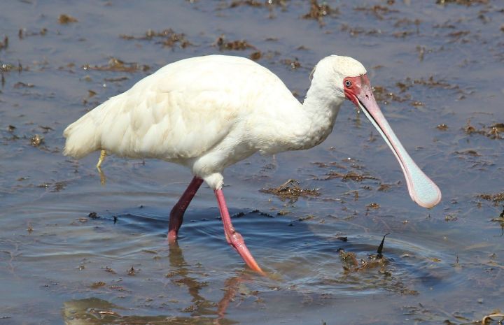 아마 본 적이 없을 특이한 조류 30종 | 인스티즈