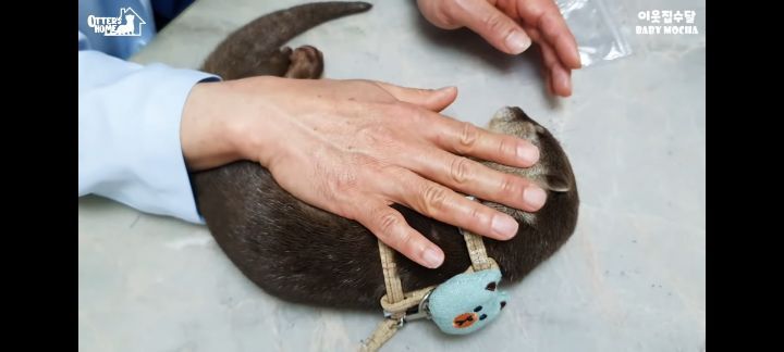 의사 선생님 품이 너무 좋은 아기수달 (아기수달 생애 첫 건강검진) | 인스티즈