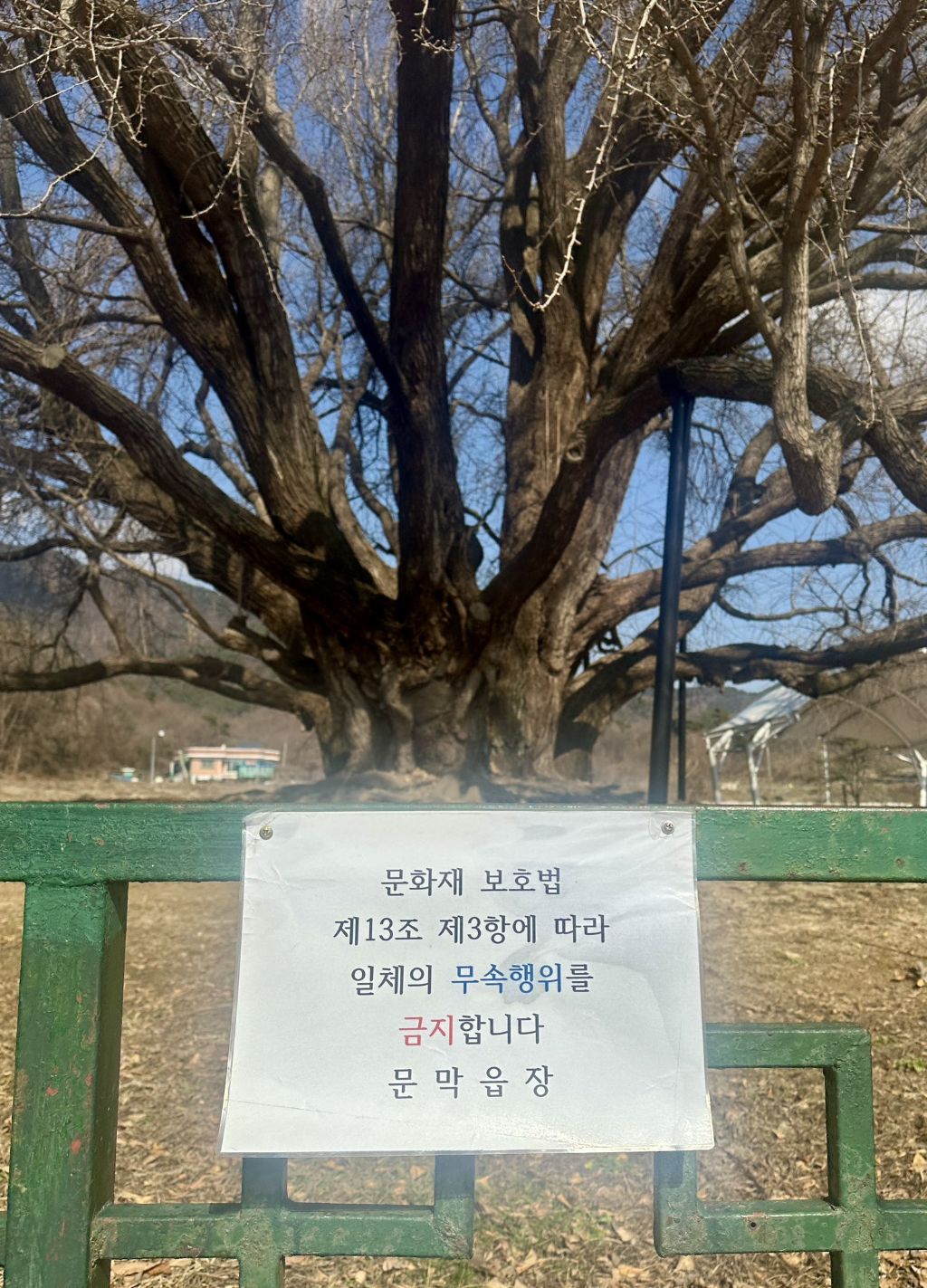 나무가 너무 영험하게 생겨서 붙여진 경고문 | 인스티즈