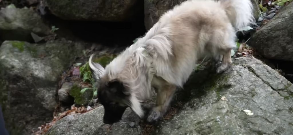 못생긴 노을이 캠핑가서 오프리쉬함 | 인스티즈