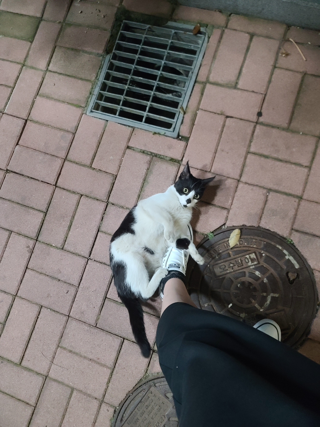 [입양홍보] 혹r률 ✮100➠✥✹프로 7H냥ㅇ1 홗➦정♘ ➜✾ 뽑ㄱ1¿불필요♟ | 인스티즈