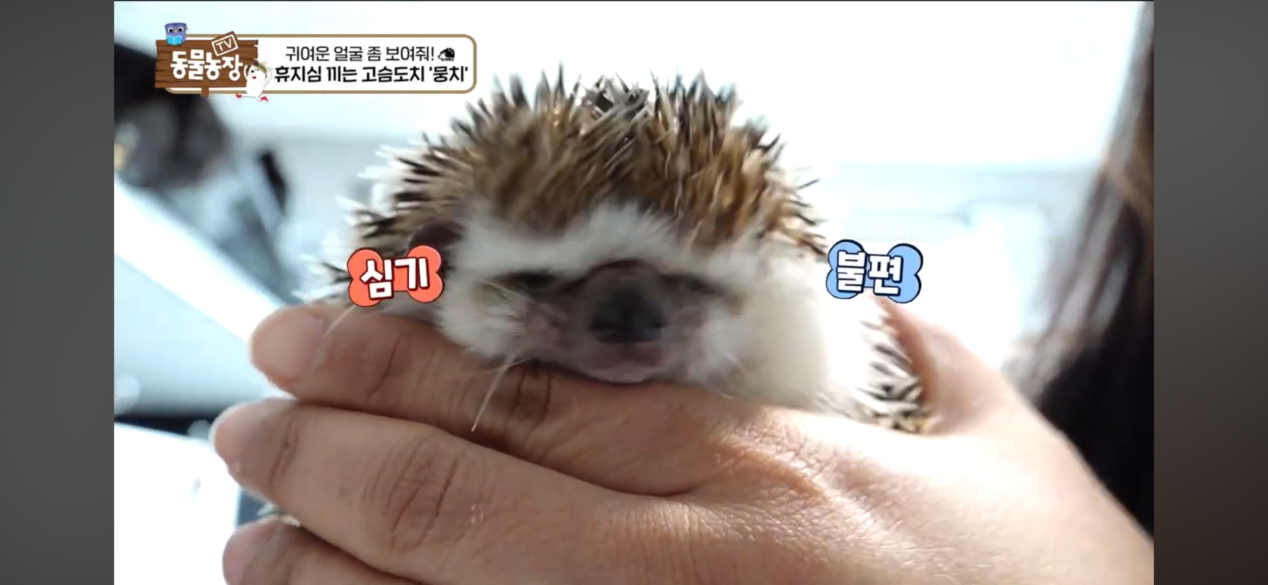 따봉고슴도치 휴지심 좋아도치 | 인스티즈