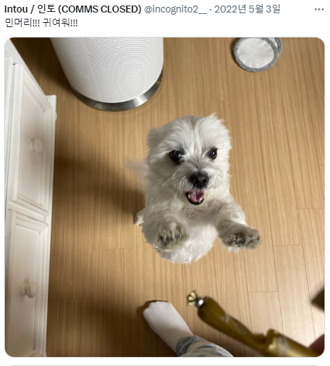 반가우면 민머리 되는 강쥐들 | 인스티즈