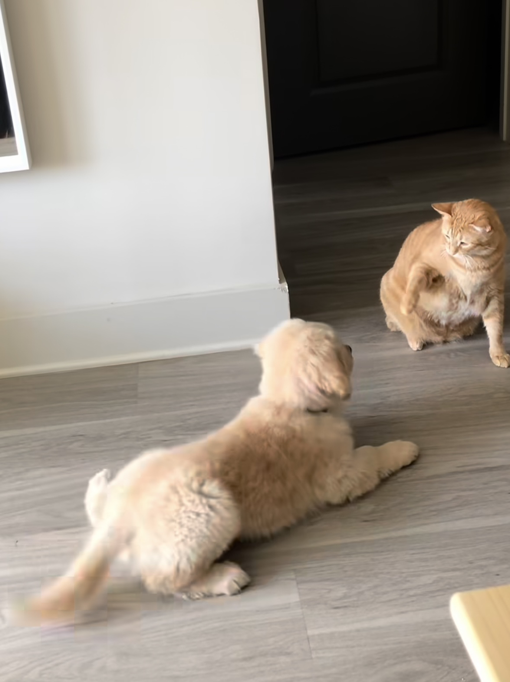 강쥐랑 고앵이랑 친해지는 과정 | 인스티즈