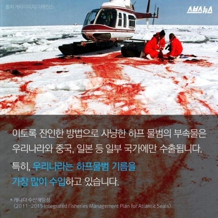 하프물범이 한국을 싫어하는 이유 | 인스티즈