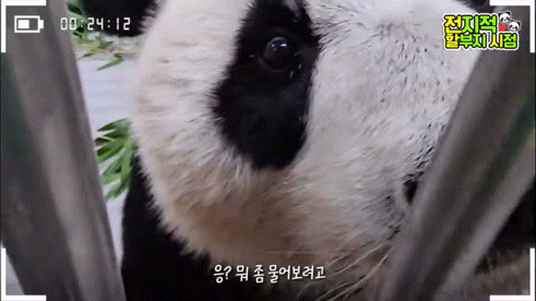 공동육아의 개념을 아는듯한 이뻐이뻐 아이바오🐼 | 인스티즈