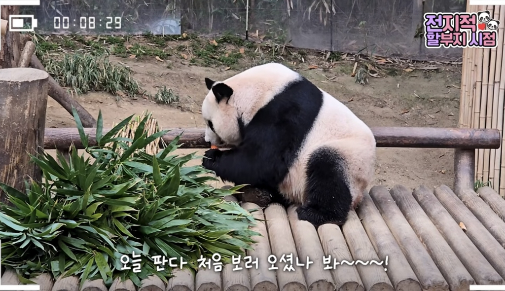 🐼 아이바오 늙었다는 얘기들은 강바오님 반응 | 인스티즈
