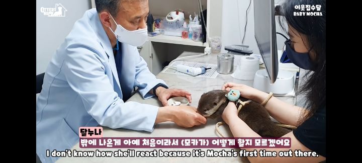 의사 선생님 품이 너무 좋은 아기수달 (아기수달 생애 첫 건강검진) | 인스티즈