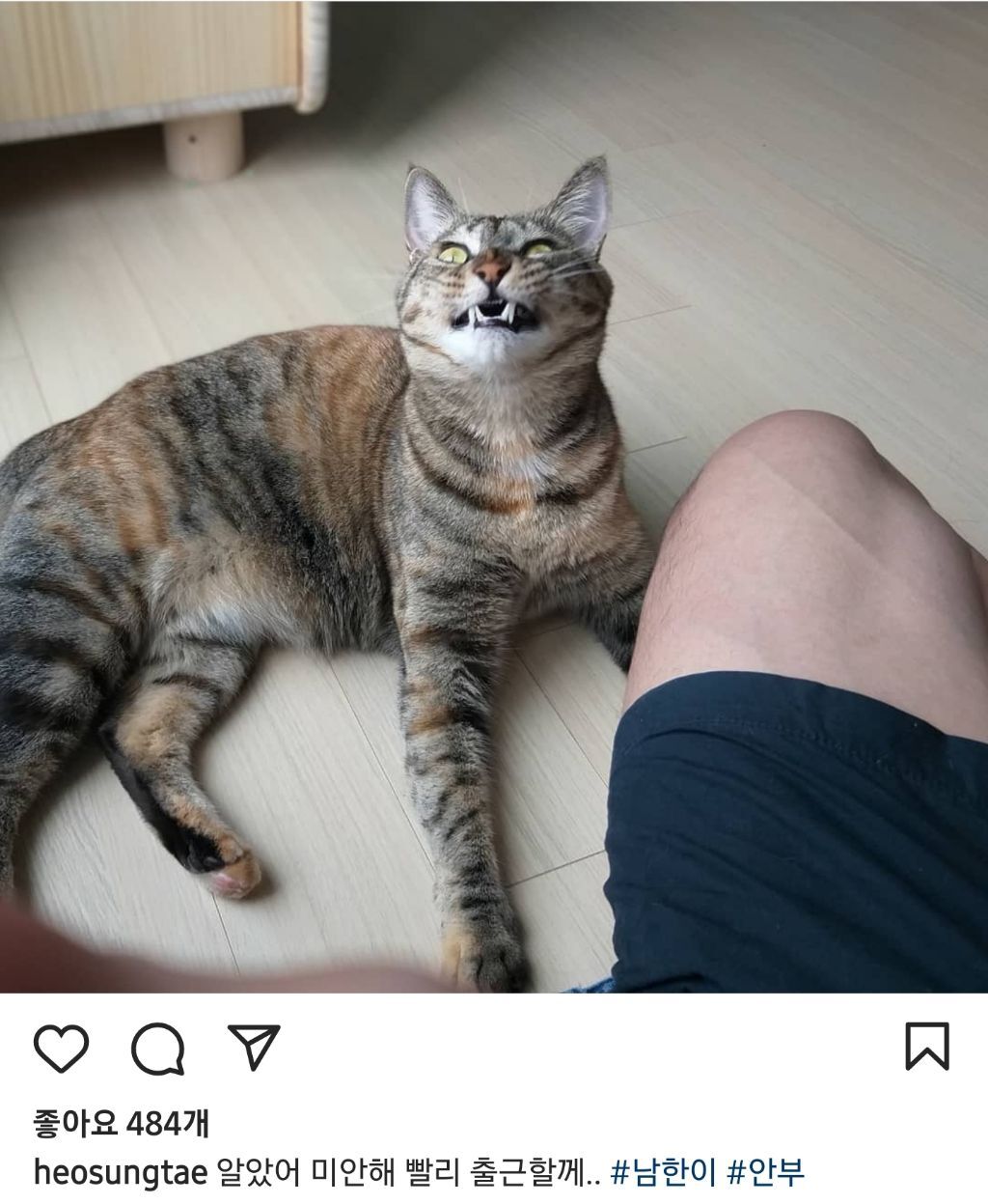 배우 허성태네 고양이들 | 인스티즈