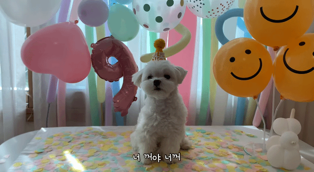 생일이 뭔진 모르겠지만 아무튼 신난 재롱이 | 인스티즈