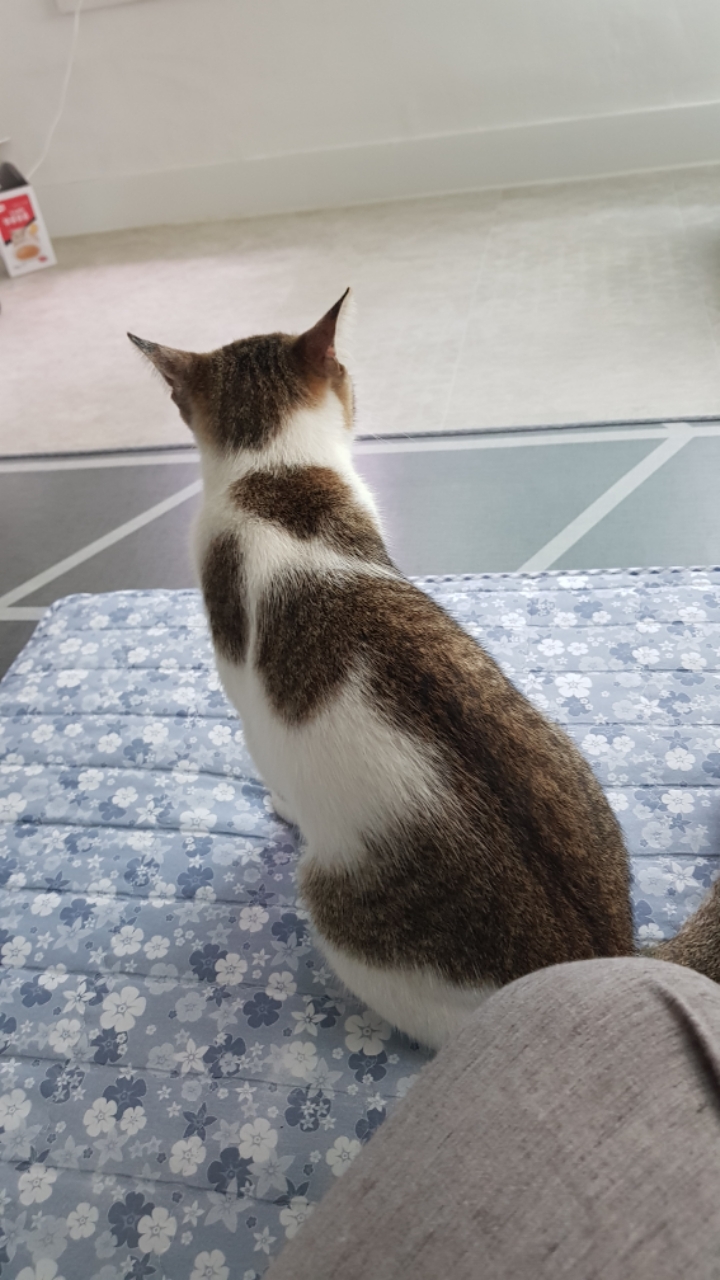 길냥이가 창문열고 들어오는거 목격했읍니다 | 인스티즈