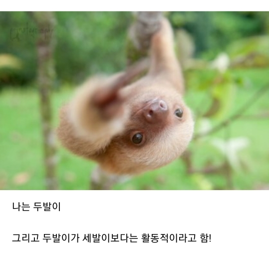 나무늘보의 두얼굴 | 인스티즈