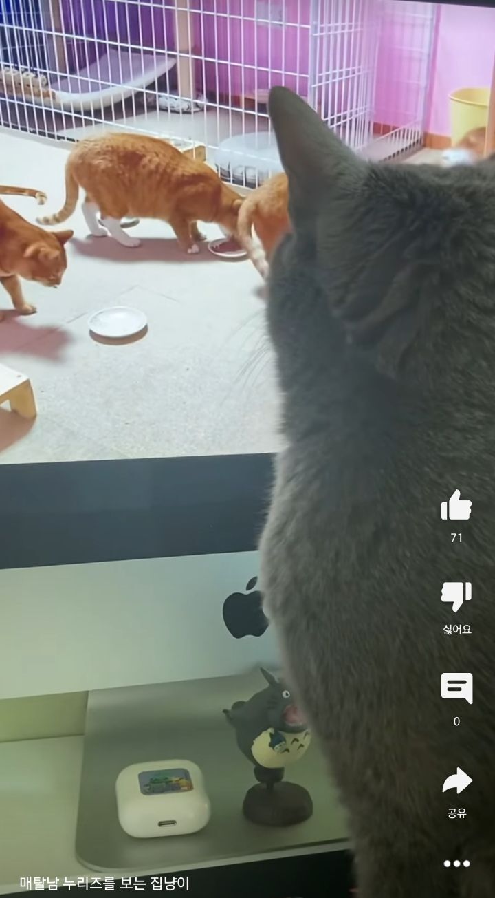 고양이들이 매탈남 유튜브 집중해서 본다는게 신기한 달글ㅋㅋ | 인스티즈