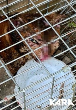 디씨인사이드 야옹이 갤러리 역대만행정리 (잔인함 주의) 사진 | 인스티즈