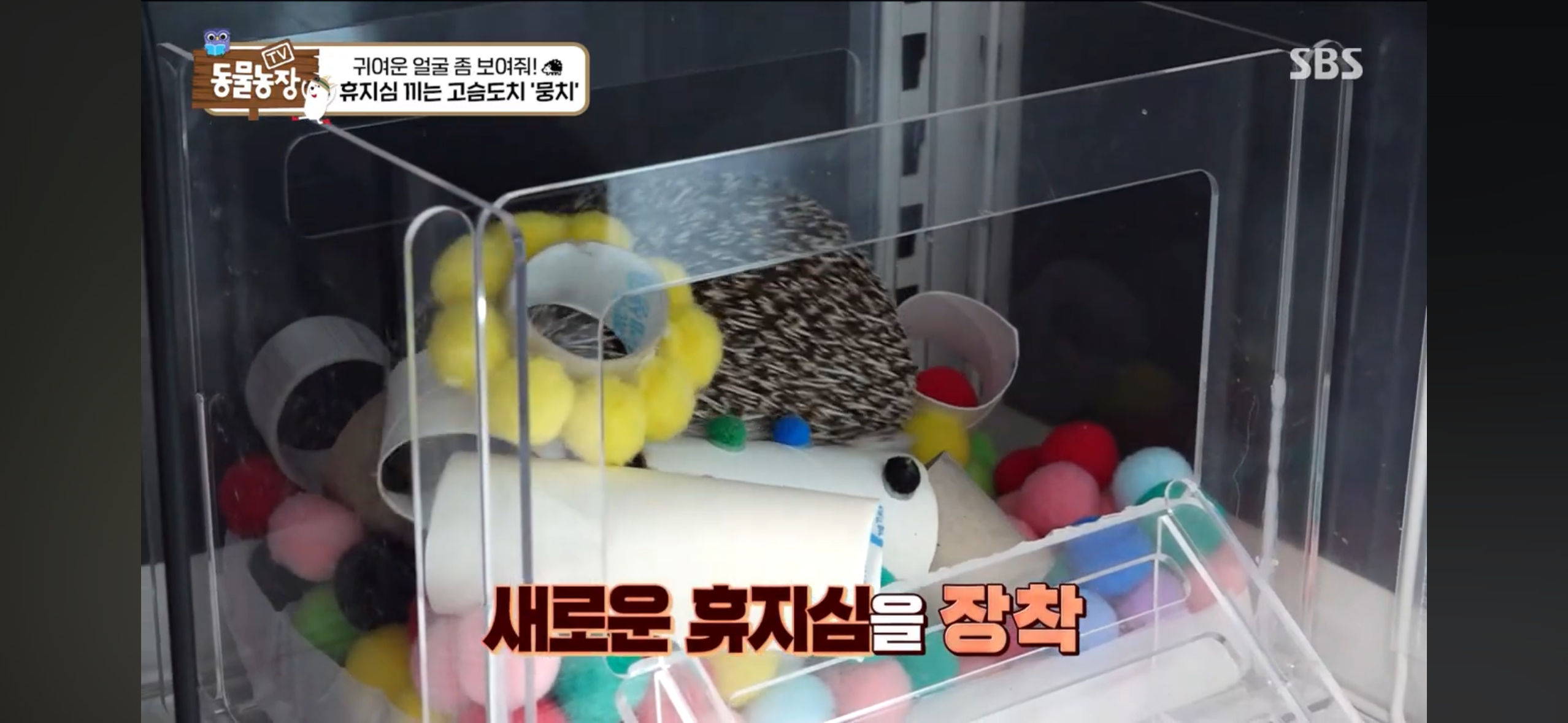 따봉고슴도치 휴지심 좋아도치 | 인스티즈