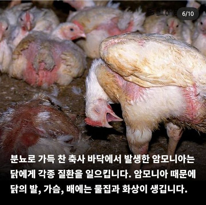 병아리 부리 불로 지지는 이유 | 인스티즈