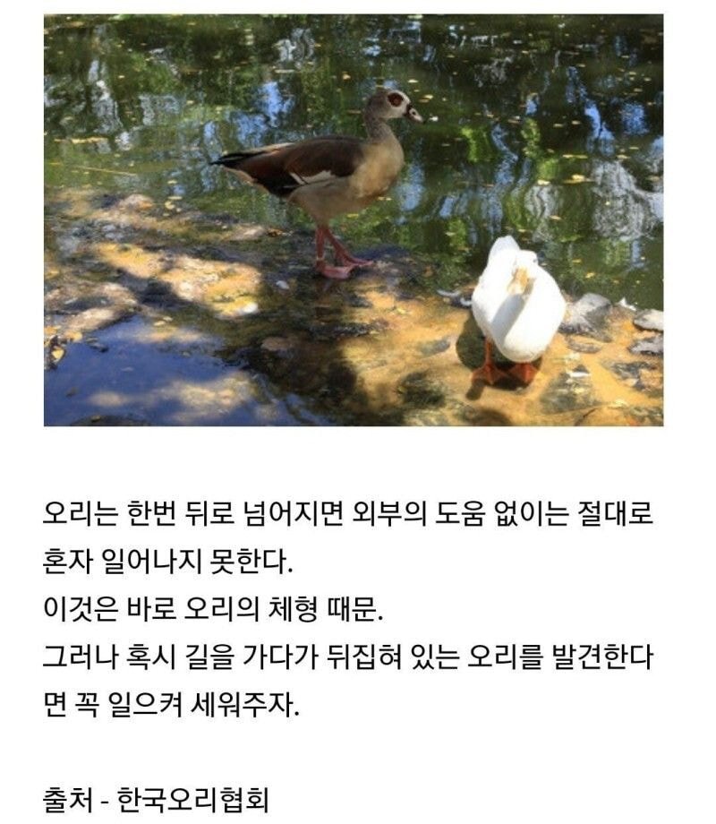 길을 가다 뒤집힌 오리를 발견하면 멈춰야 하는 이유 | 인스티즈