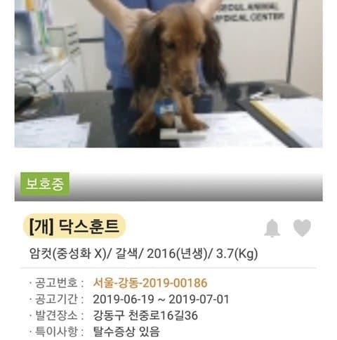 유기견 입양 전후 | 인스티즈