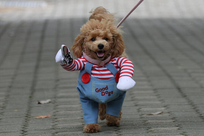 2023 서울 반려동물 한마당 축제 "댕댕이 패션런" | 인스티즈