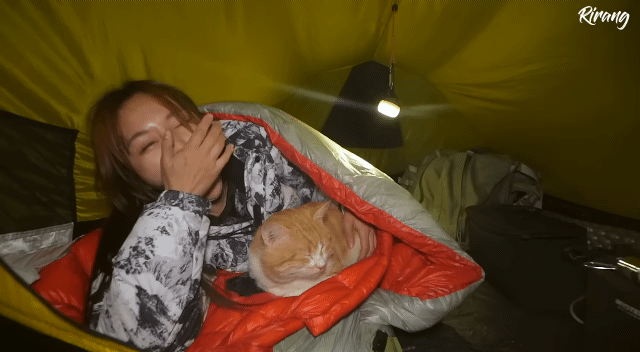 캠핑하는데 찾아온 고양이.gif | 인스티즈