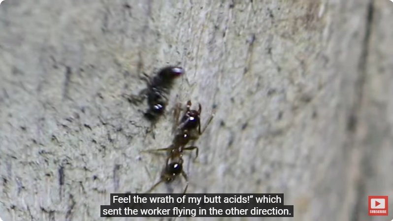 거대한 수조에 열대우림 환경을 조성해놓으면 생기는 일 - 4 | 인스티즈