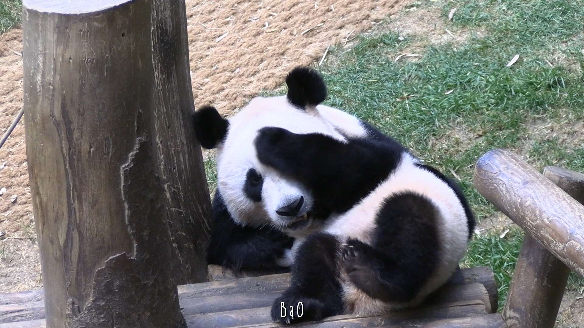 루이바오 128kg, 아이바오 25kg | 인스티즈