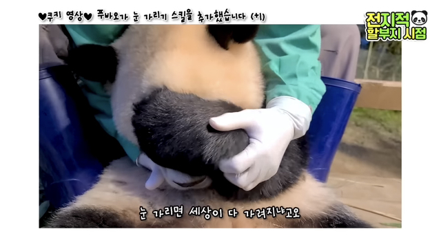 푸바오가 눈 가리기 스킬을 추가했습니다(+1)🐼 | 인스티즈
