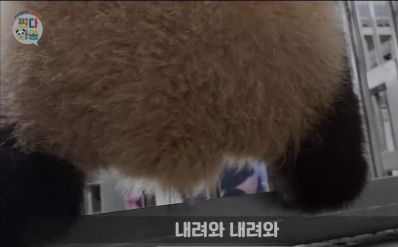 많이 길어진 후이바오 다리.gif | 인스티즈