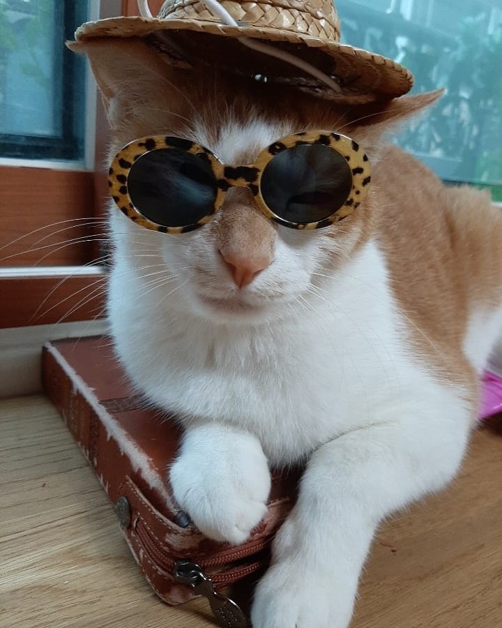 스트레이키즈 리노가 키우는 고양이 세마리.jpg | 인스티즈