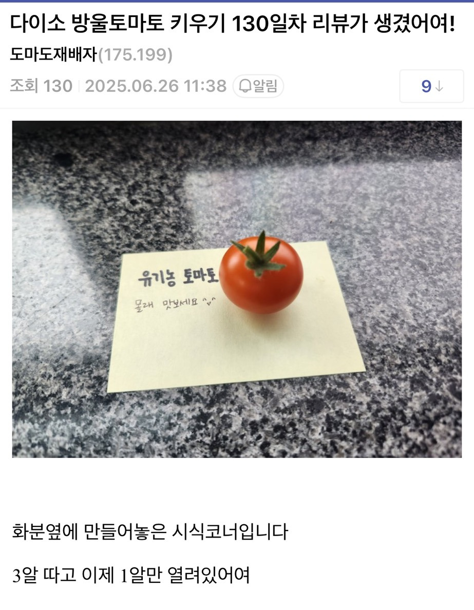 회사에서 다이소 방울토마토 키우기 | 인스티즈