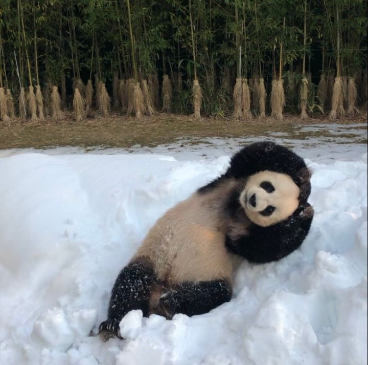판다월드 아이바오랑 러바오도 탄핵 두 번 겪음 | 인스티즈