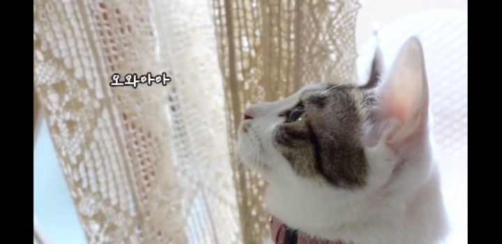 우리 고양이가 이상해요 ;;;;;;;;;; | 인스티즈