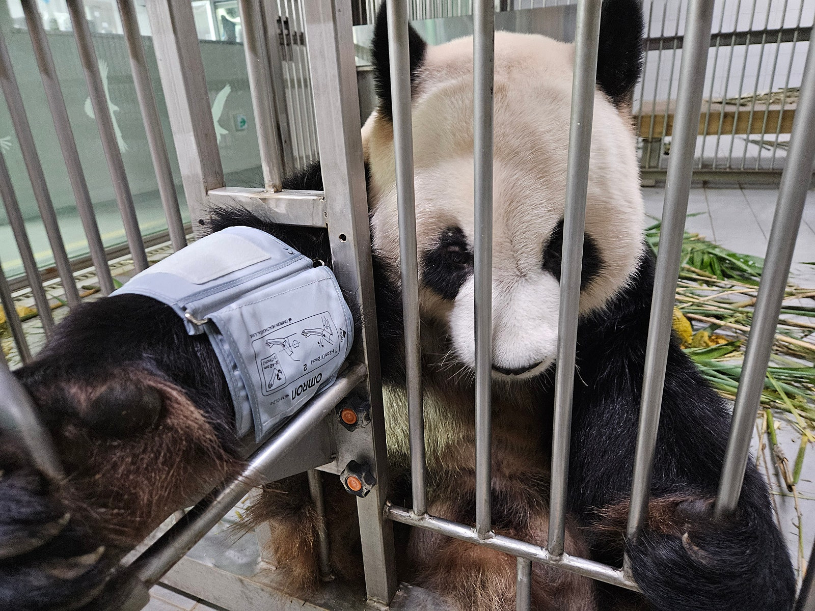 혈압 재는 판다 아이바오 & 러바오 .jpg | 인스티즈