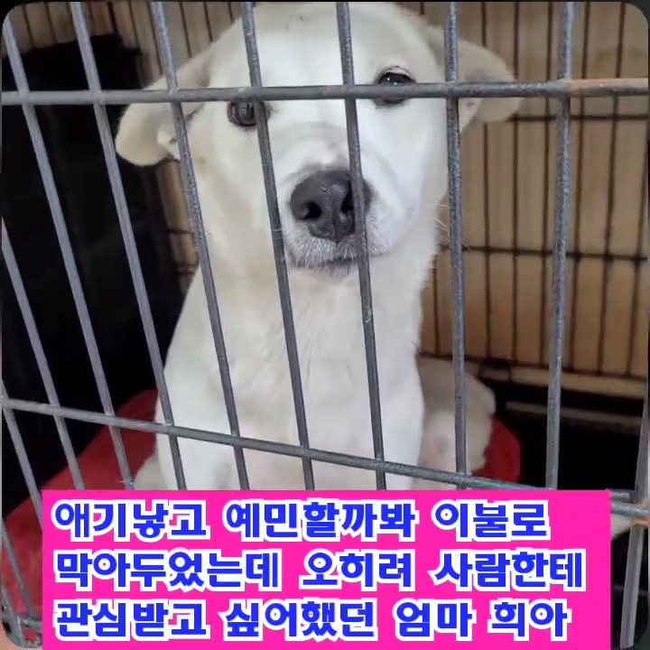 (입양처 구함/10kg 미만) 너무 예뻐서 돌아버리겠는 꼬물이 3자매들 | 인스티즈