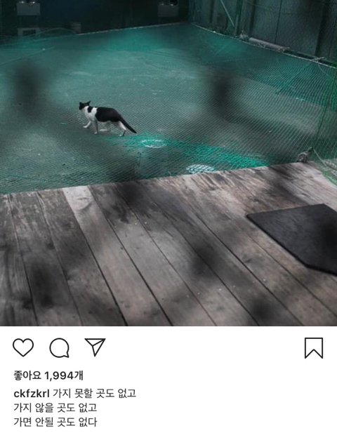 길에서 살아가는 고양이들 모습을 담은 인스타 | 인스티즈