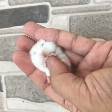 새끼 햄스터의 배를 문질문질 해봤다 .gif | 인스티즈