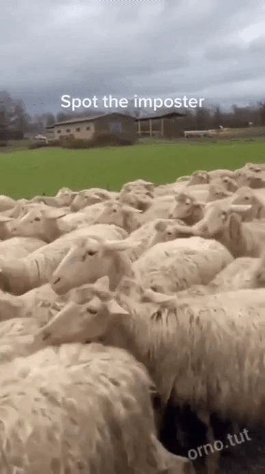 양치기 개로 리트리버를 안쓰는 이유 | 인스티즈