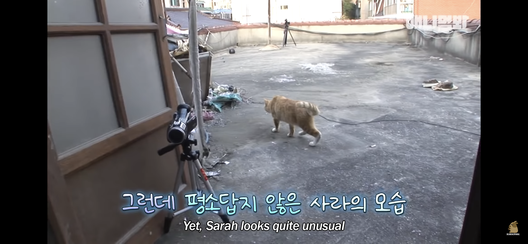 길고양이 목에 쪽지를 달자 생긴 영화같은 일 | 인스티즈