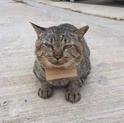 가출 3일 만에 빚 생긴 채 돌아온 고양이..”가게서 생선 먹었다옹” | 인스티즈