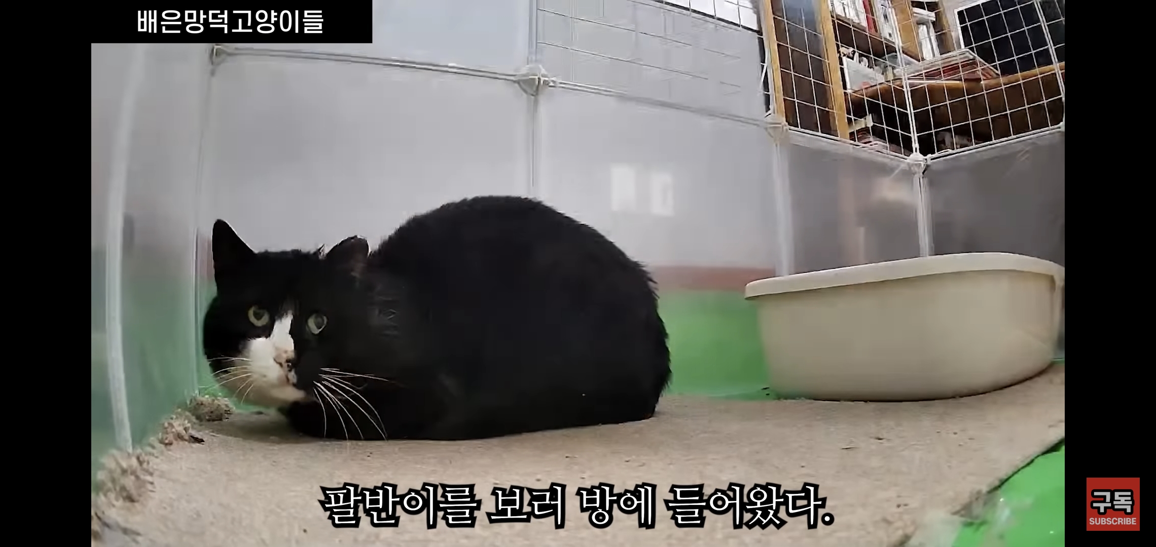 집 마당에 고양이가 나타나는 족족 다 잡아버리는 유튜버..jpg | 인스티즈