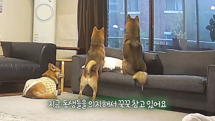 집에 강아지들끼리만 남겨졌을때 | 인스티즈