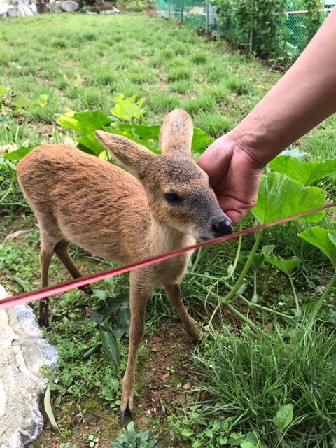 고라니 새끼가 찾아왔을 땐…? | 인스티즈