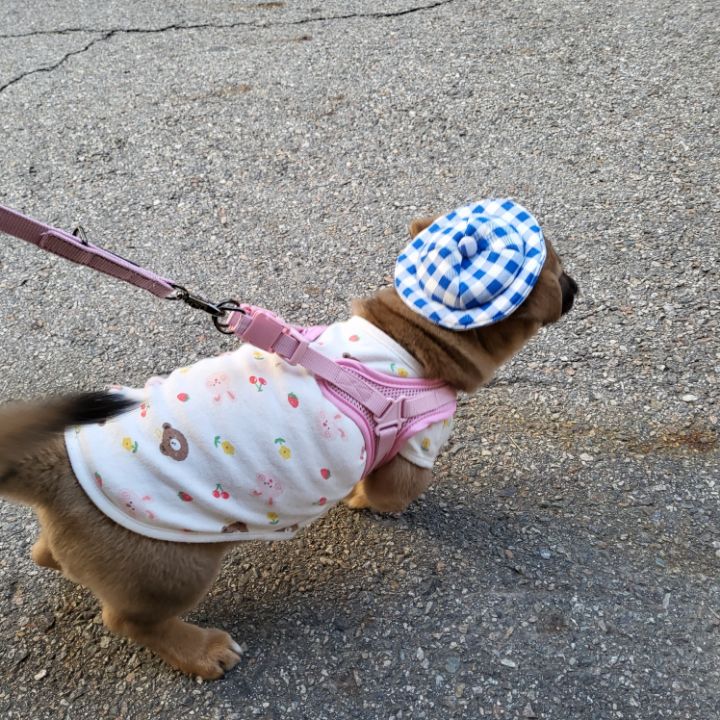 [유기견임보&입양홍보] 주택가 골목에 버려졌던 아기 강아지 콩순이 | 인스티즈