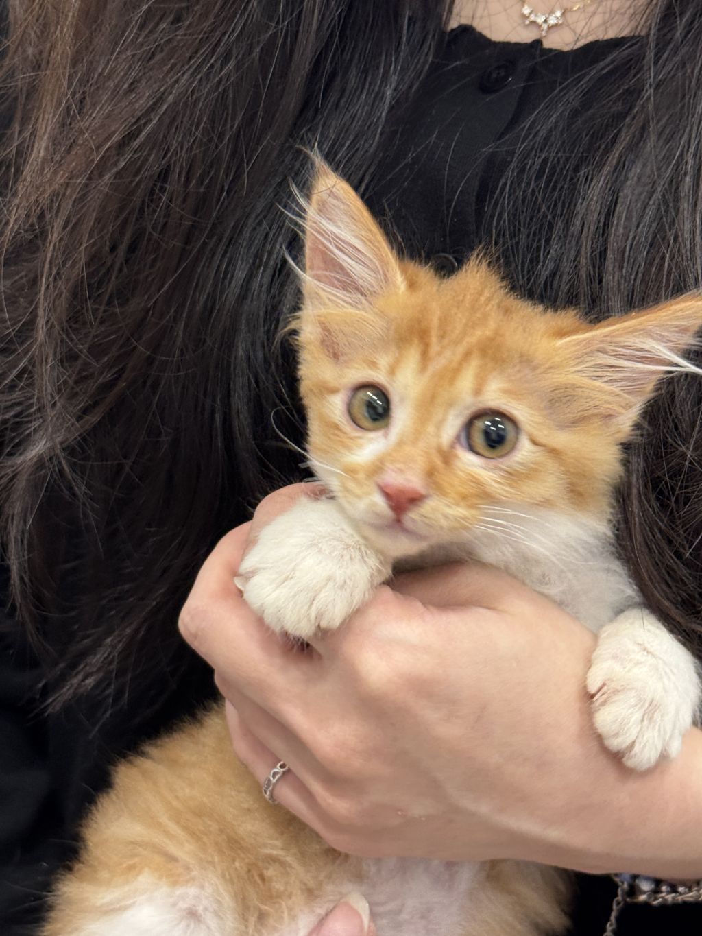 [입양홍보] 눈이 붙고 꼬리가 잘리고 링웜에 기아로 발견됐다 용된 고양이 - 품종느낌 사라졌다고 입양취소됨 | 인스티즈