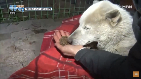 당신이 버린 강아지는 어떻게 되었을까 | 인스티즈