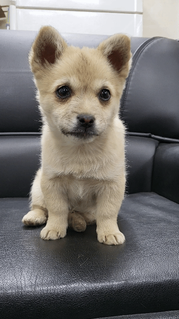 (공지라니... ++추가)새로생긴 회사 복지.. 미쳐서 도저히 일을 못하겠네.. (추가....)++추가 | 인스티즈