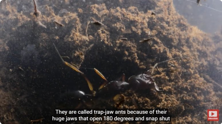 거대한 수조에 열대우림 환경을 조성해놓으면 생기는 일 - 2 | 인스티즈