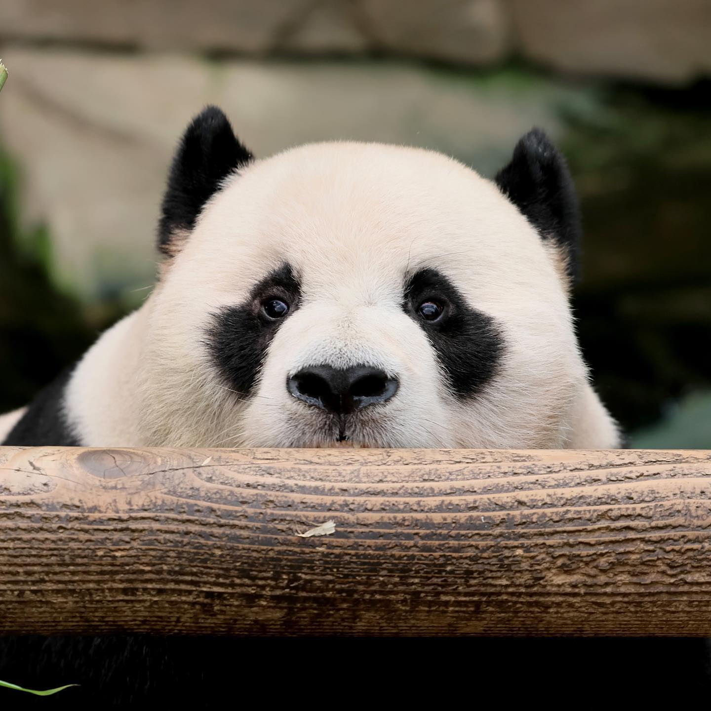 🐼 아이바오네 남판다들 🐼 | 인스티즈