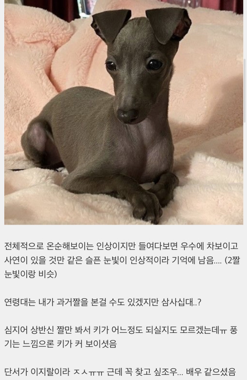 이 강아지랑 닮은 연예인 찾음 ㅜㅠ 이름이 기억 안나 | 인스티즈