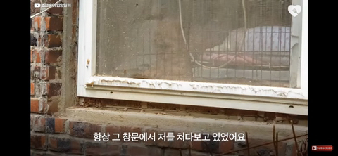 입양가는데 우는 강아지 | 인스티즈